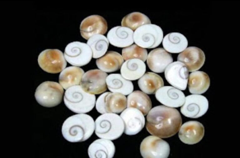 Gomati Chakra – wealth, happiness,prosperity, significance, benefits, uses, and worship method